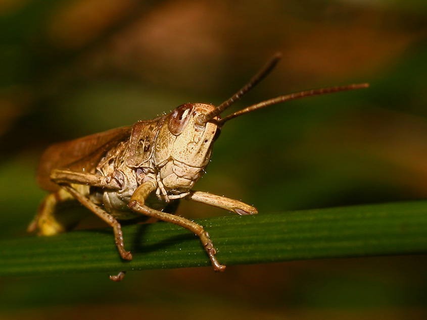 большеголовый