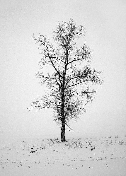 портрет ОДНОГО дерева