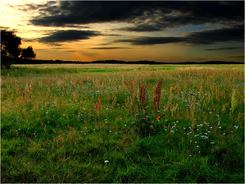 Вечерний луг