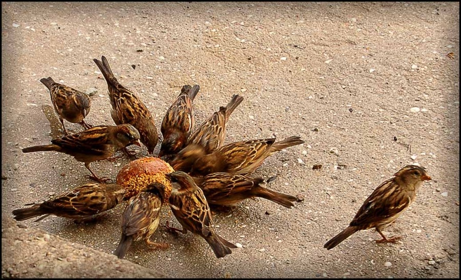 Белая ворона