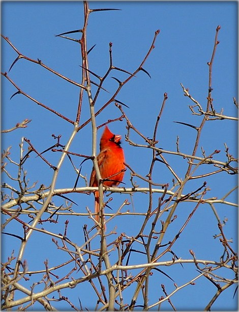 гарант вясны