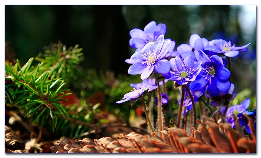 Пришла весна..