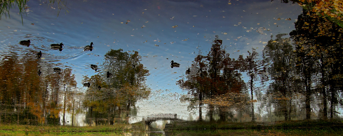 осенний пруд