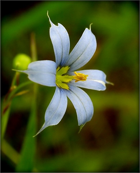 квецік з паўзногцік