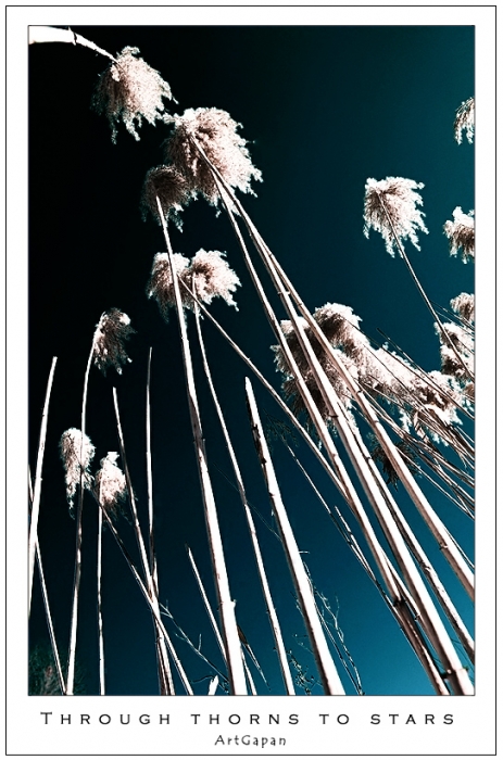 Through thorns to star...