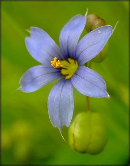 цік-так, ходзікі..