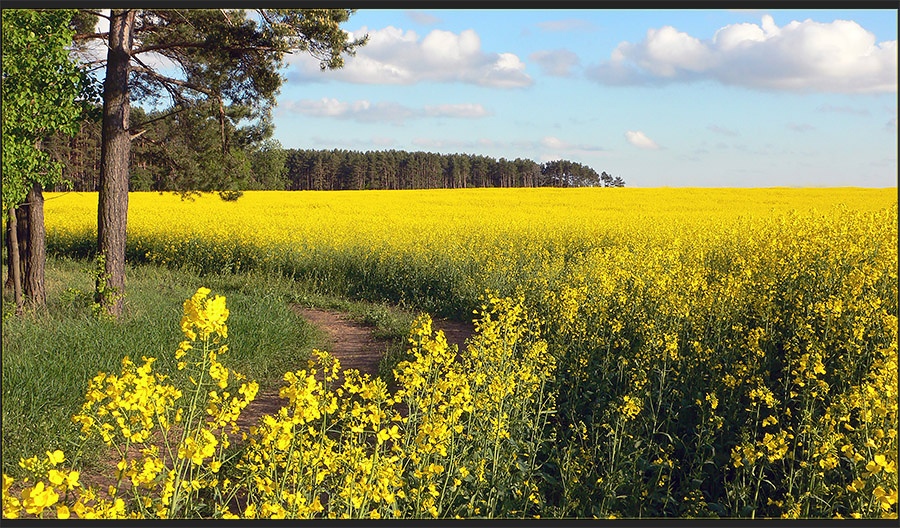 Желтое море.