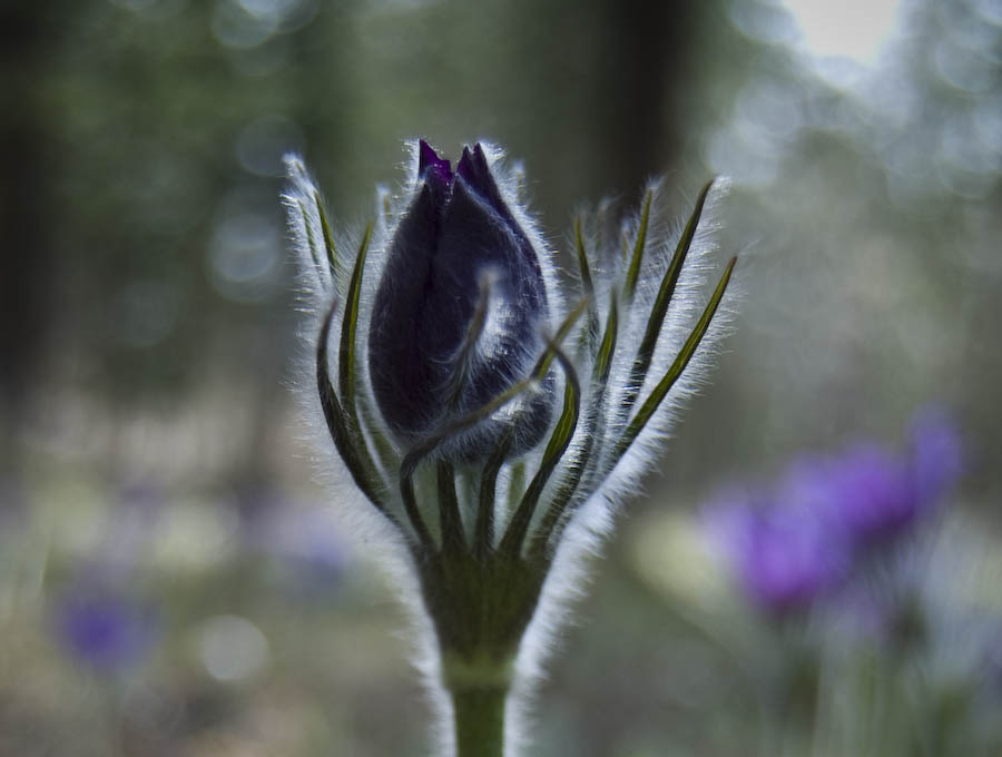 Из серии "Первые цветы"