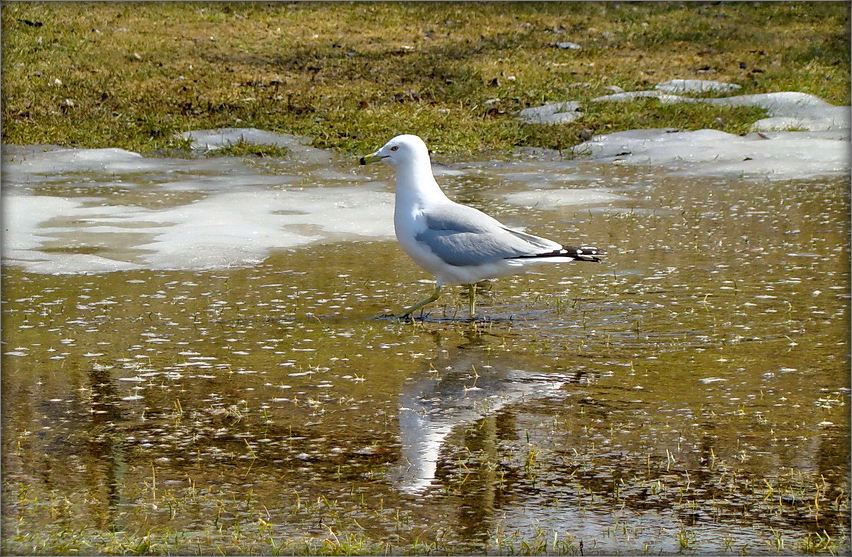 большому кораблю большое плаванье