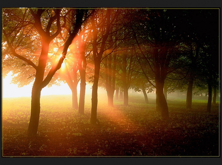 Сила света.