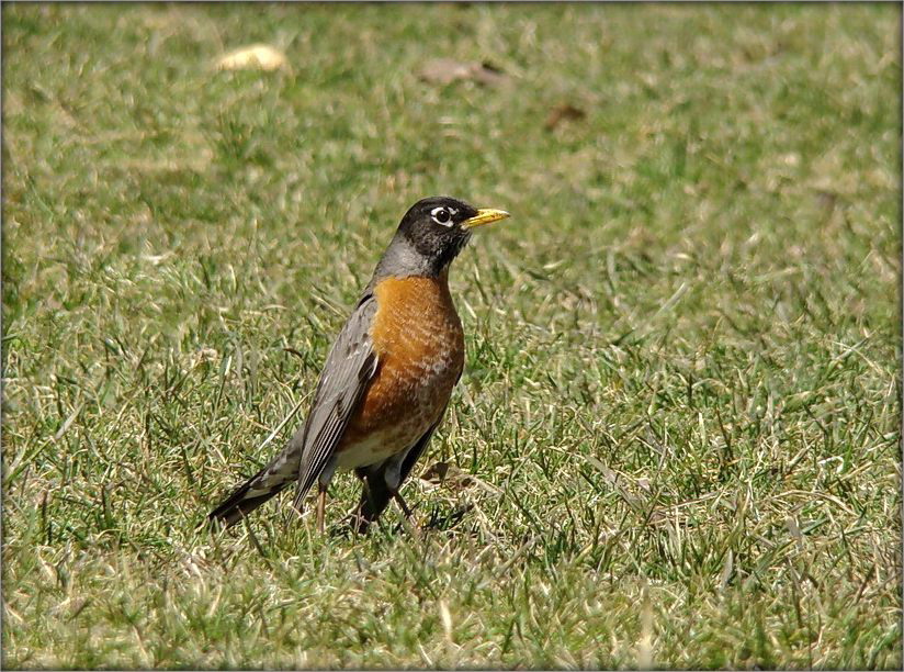 ну, выходи, подлый трус!