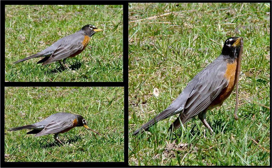 і няхай яна цяпер скажа, што кармілец з мяне нікудышны!