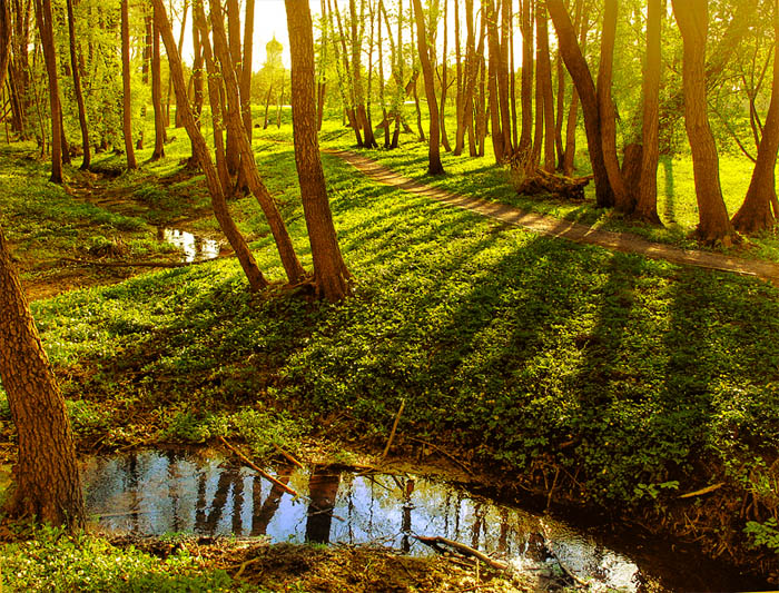 Вкус солнечного света