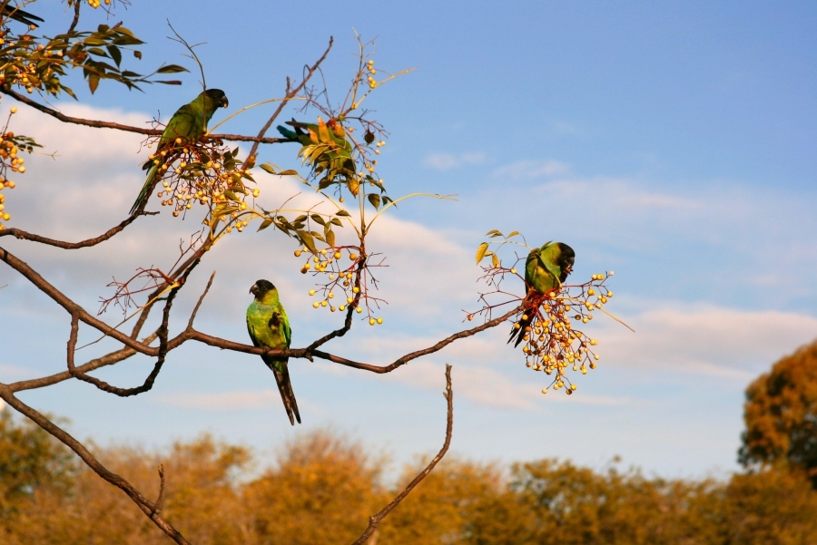 Чей Кеша улетел?