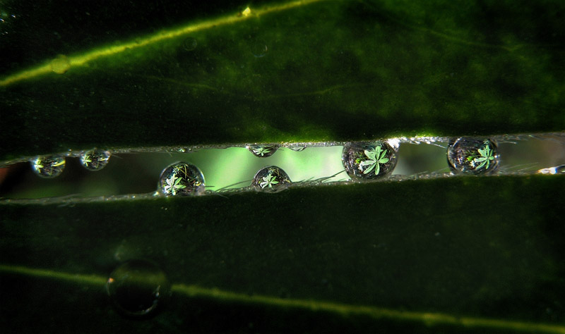 Подглядывающие