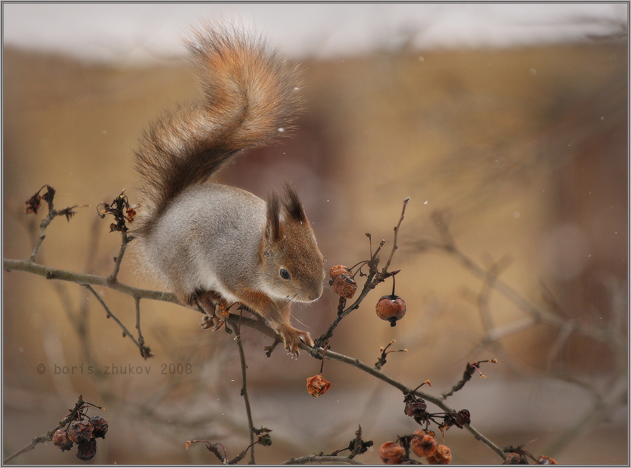 канатоходка