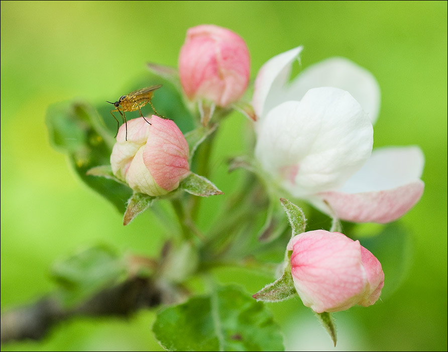 ...мааленький комарик...