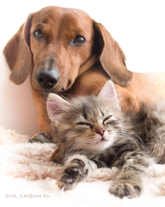 Территория дружбы