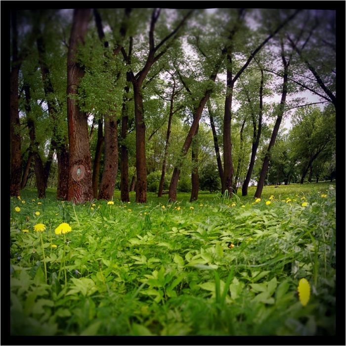 Зеленая-зеленая ВЕСНА!