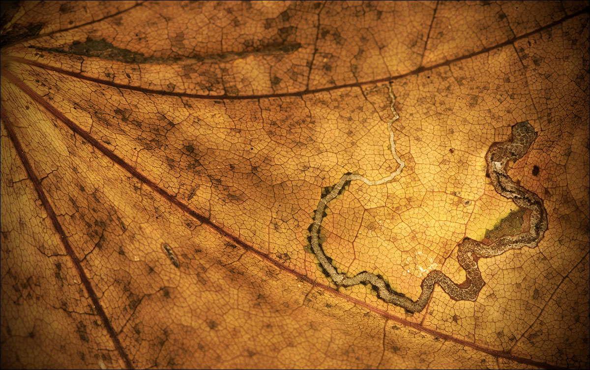 дорожка жизни чьей-то