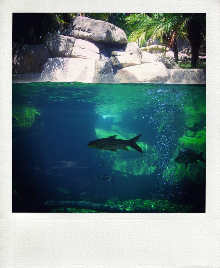 Я с почтовыми рыбами шлю тебе знак III