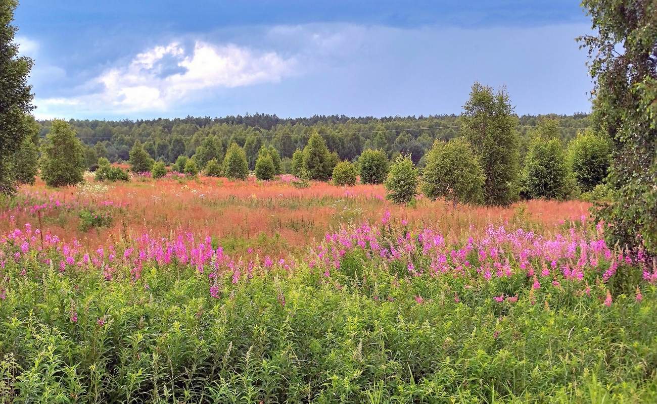 Иван-чай зацвёл