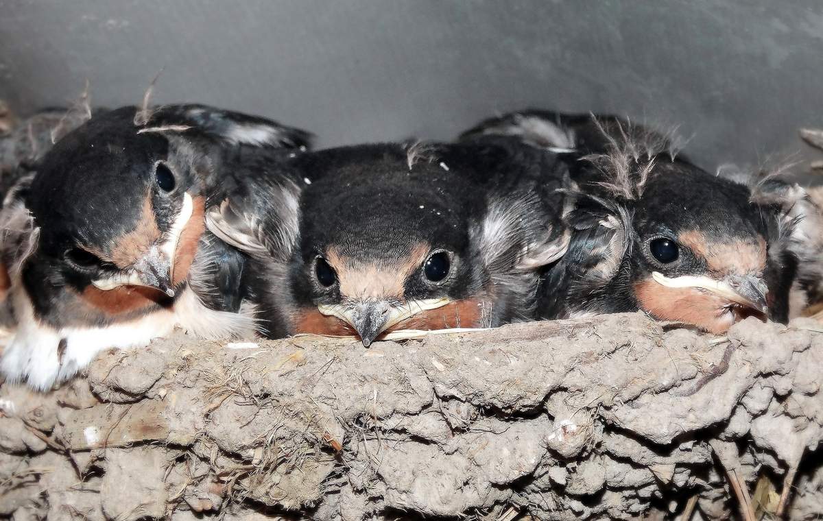 Любопытные