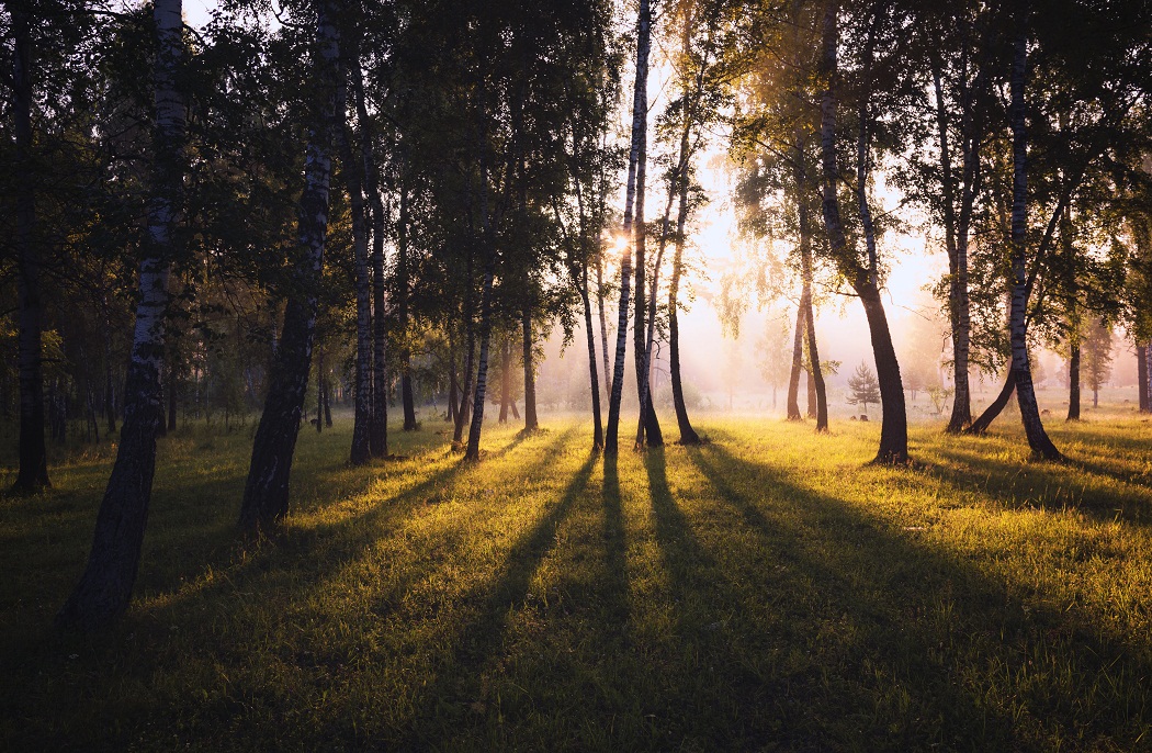 Лесные тени.