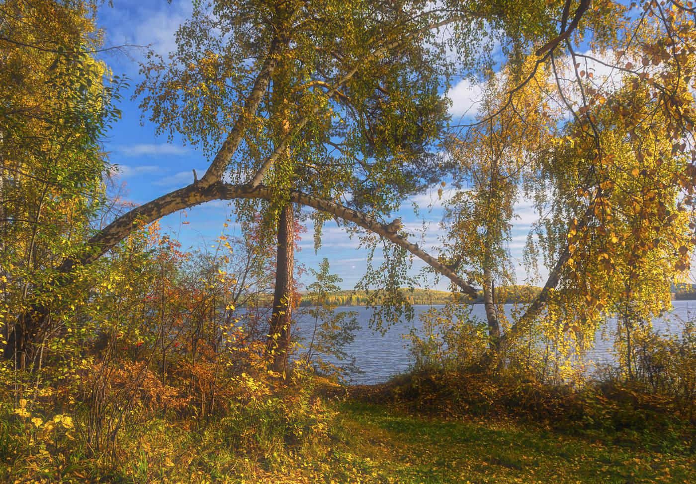 Стволов переплетенье