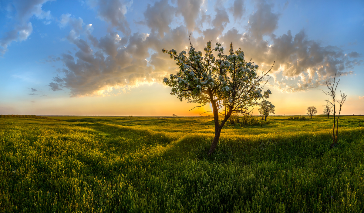 Цветёт дикая груша в степи