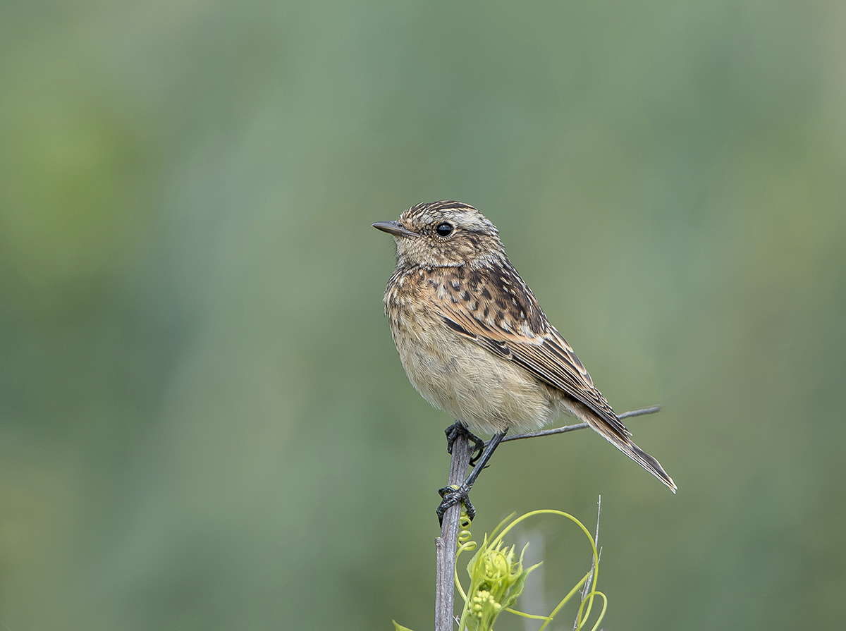 Молодой чекан.