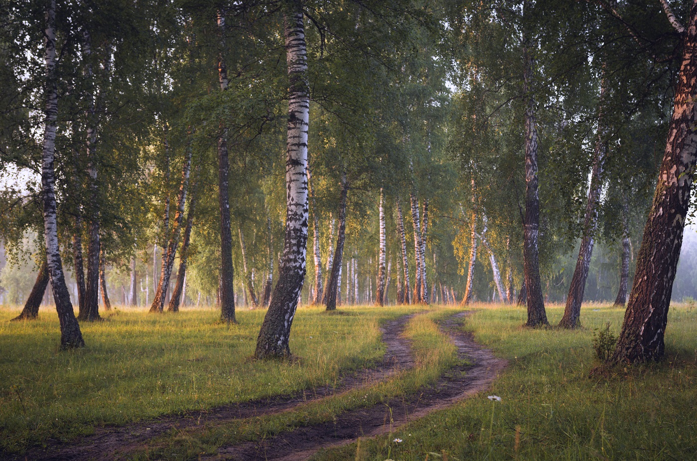 По дороге в утро.