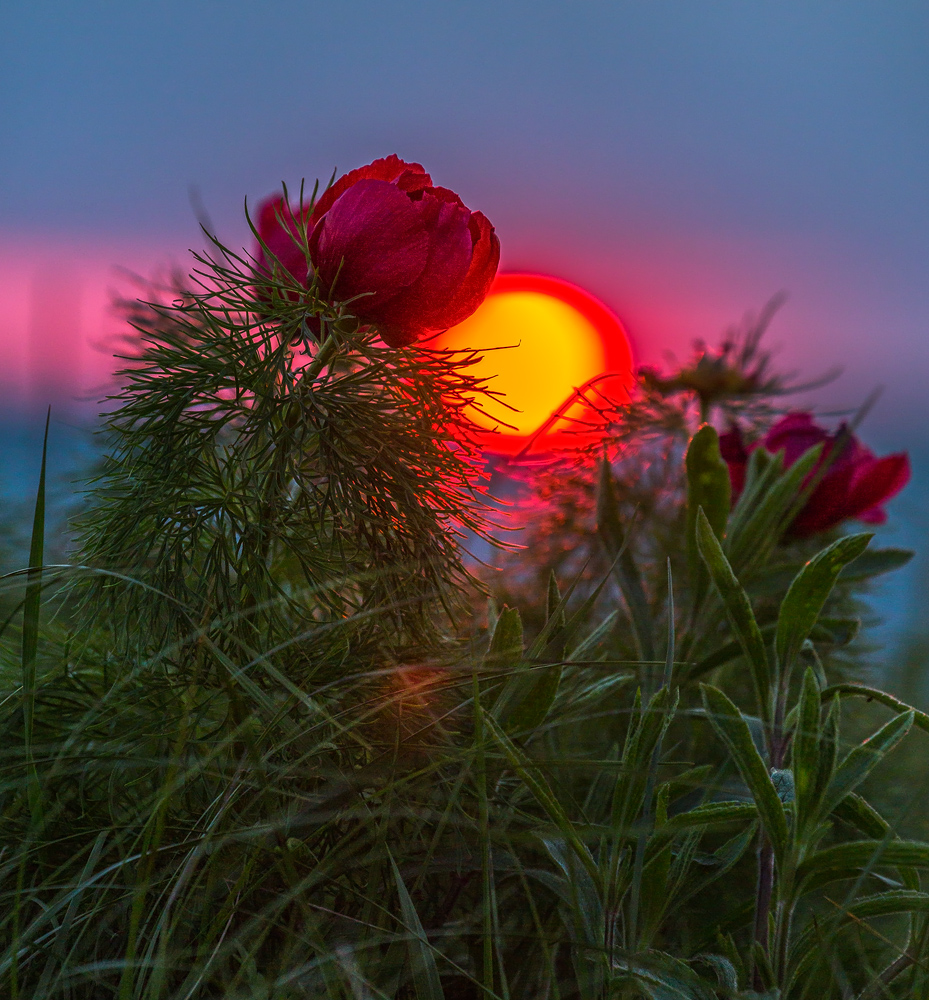 Аленький цветок