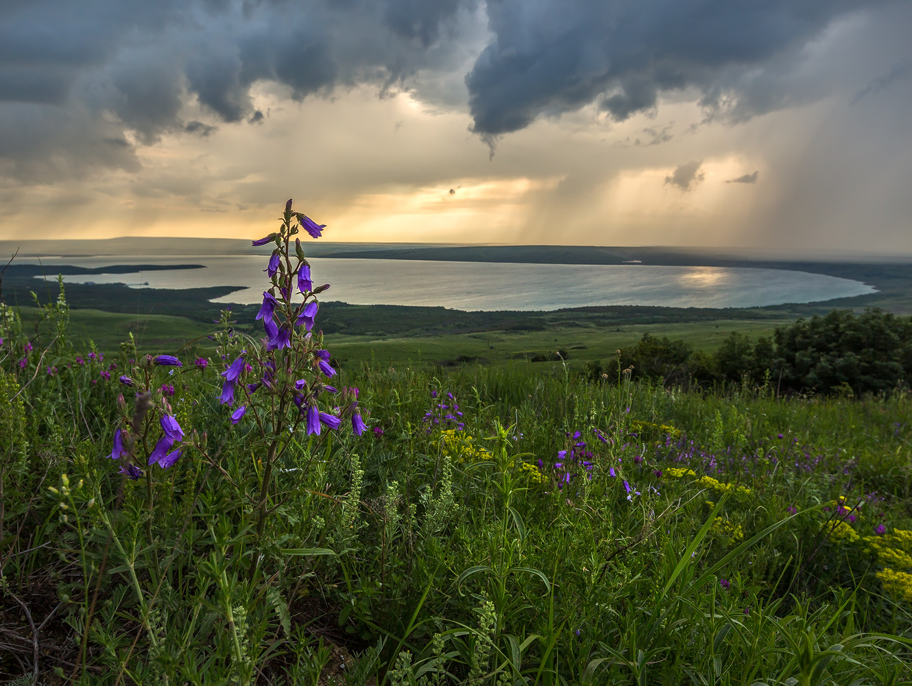 Цветы кургана Лохматый