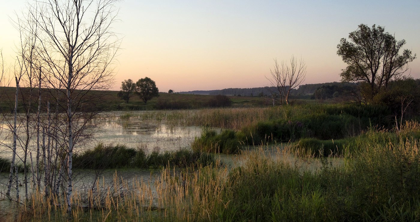 Вечер на болоте