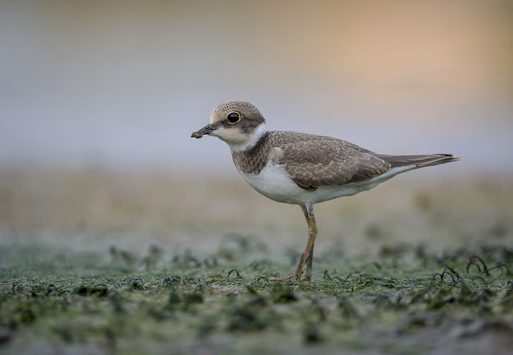 В своём болоте...