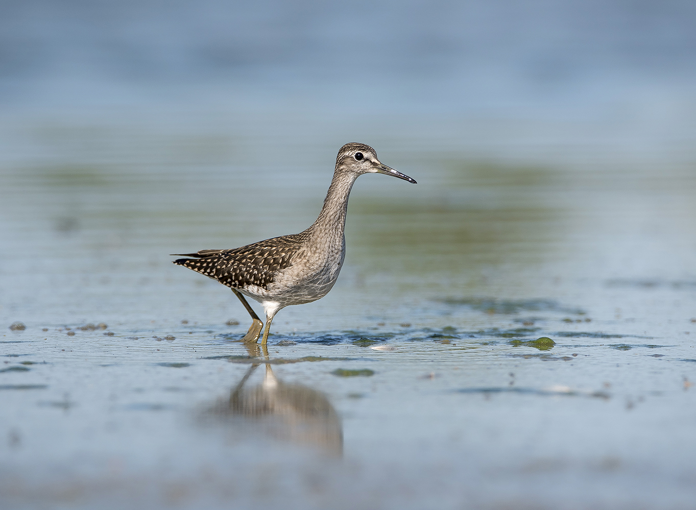 На прогулке.