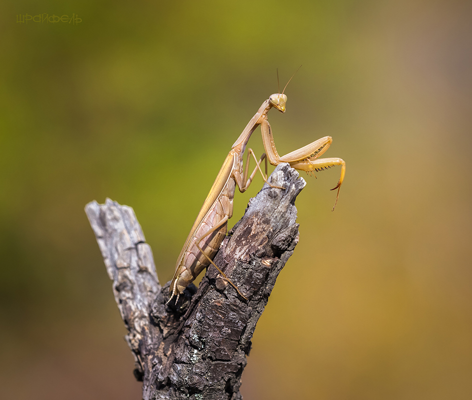 Ей-богу, позирует