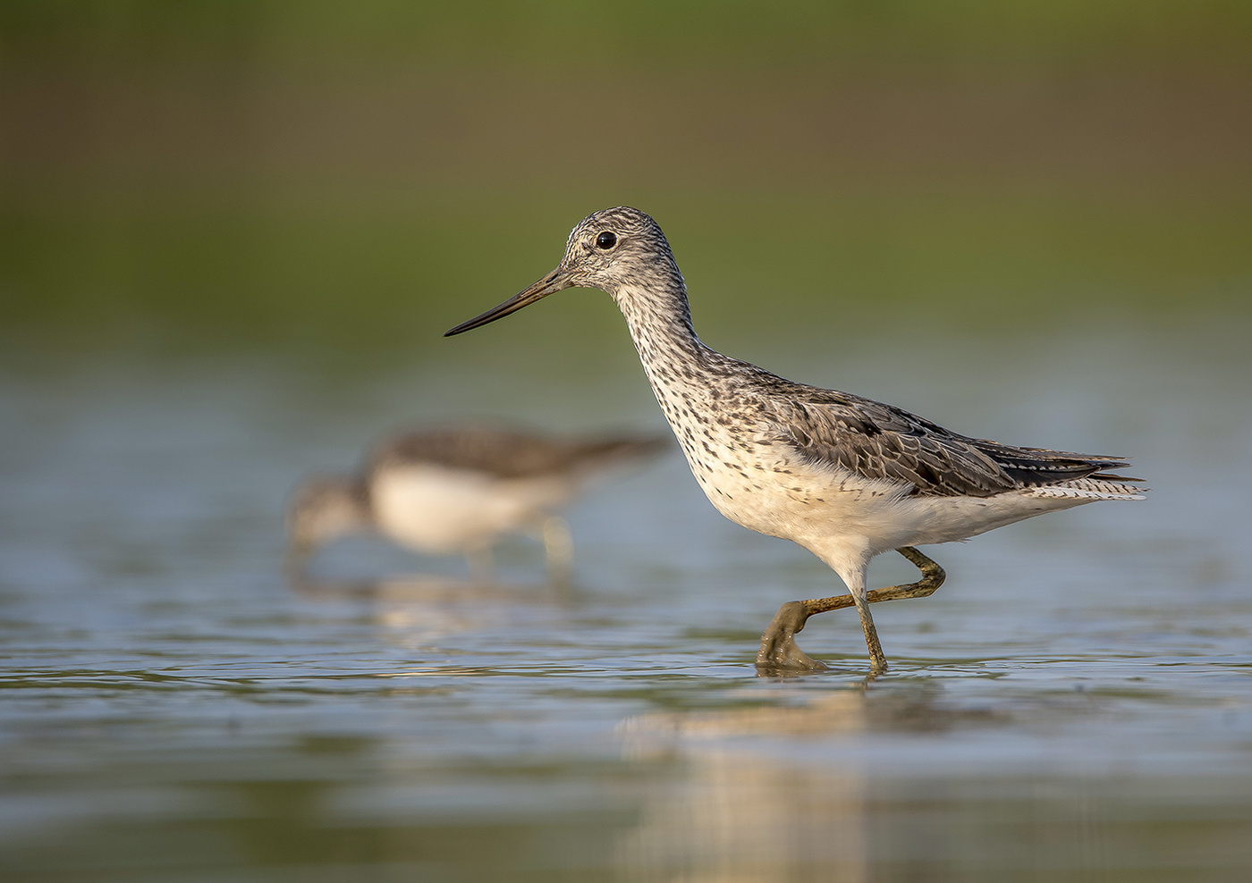 Большой улит