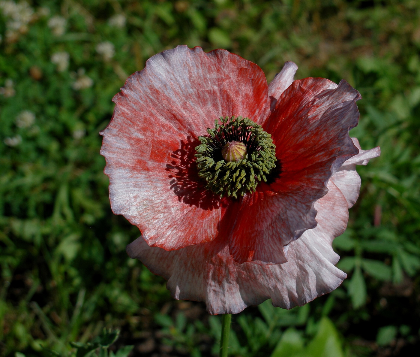 Сладок плен твоей нежности лунной...