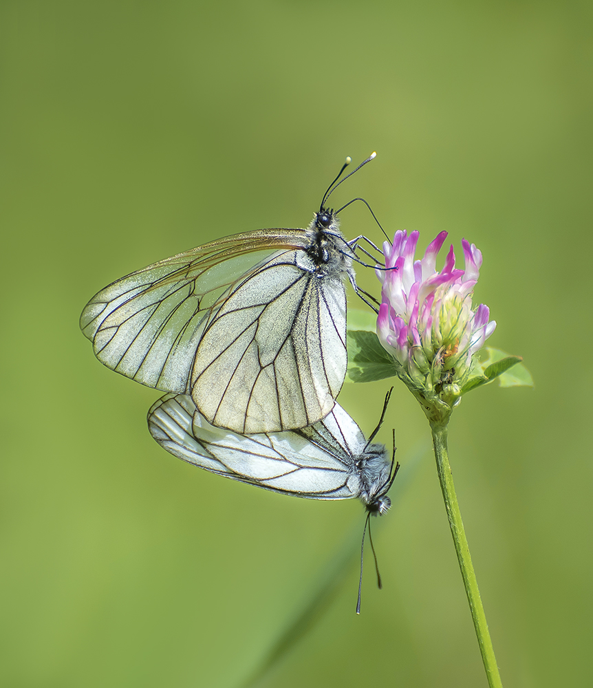 " На цветочке вдвоём..."
