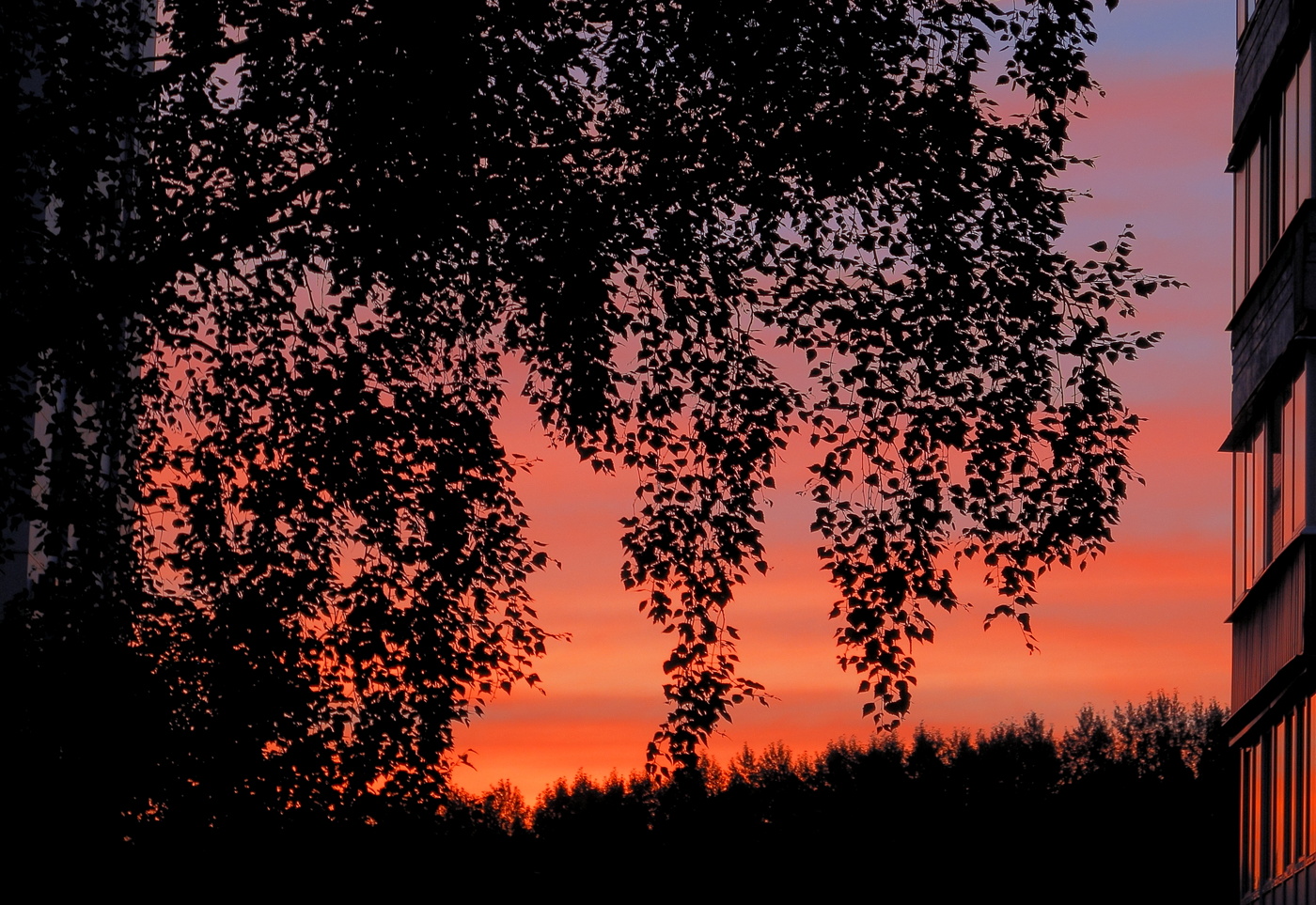 Берёзы на закате розовели....