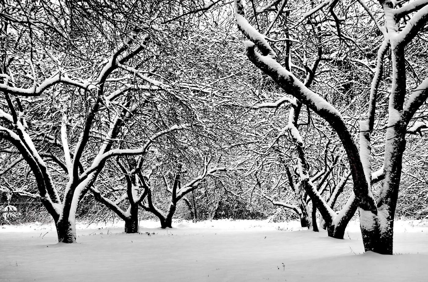 штрихи зимы