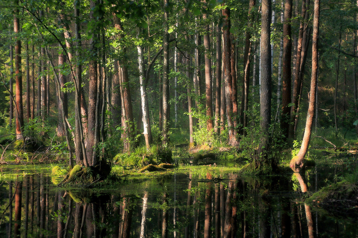В вечернем свете