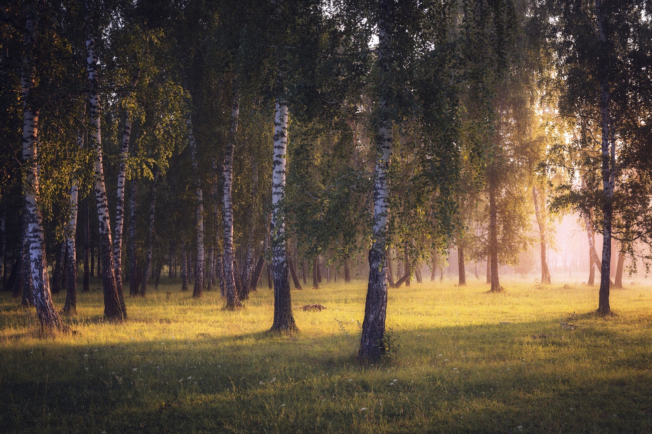 Сказка утреннего леса.