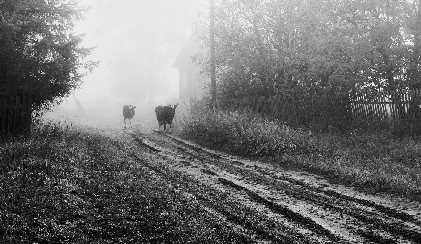 Утро в деревне ...
