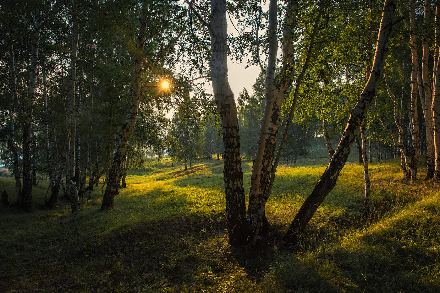 Березовая роща