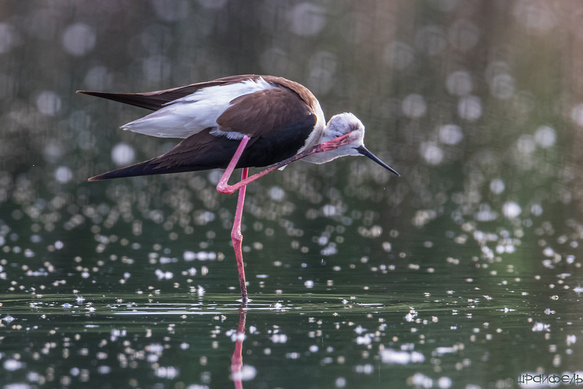 Ходулочник