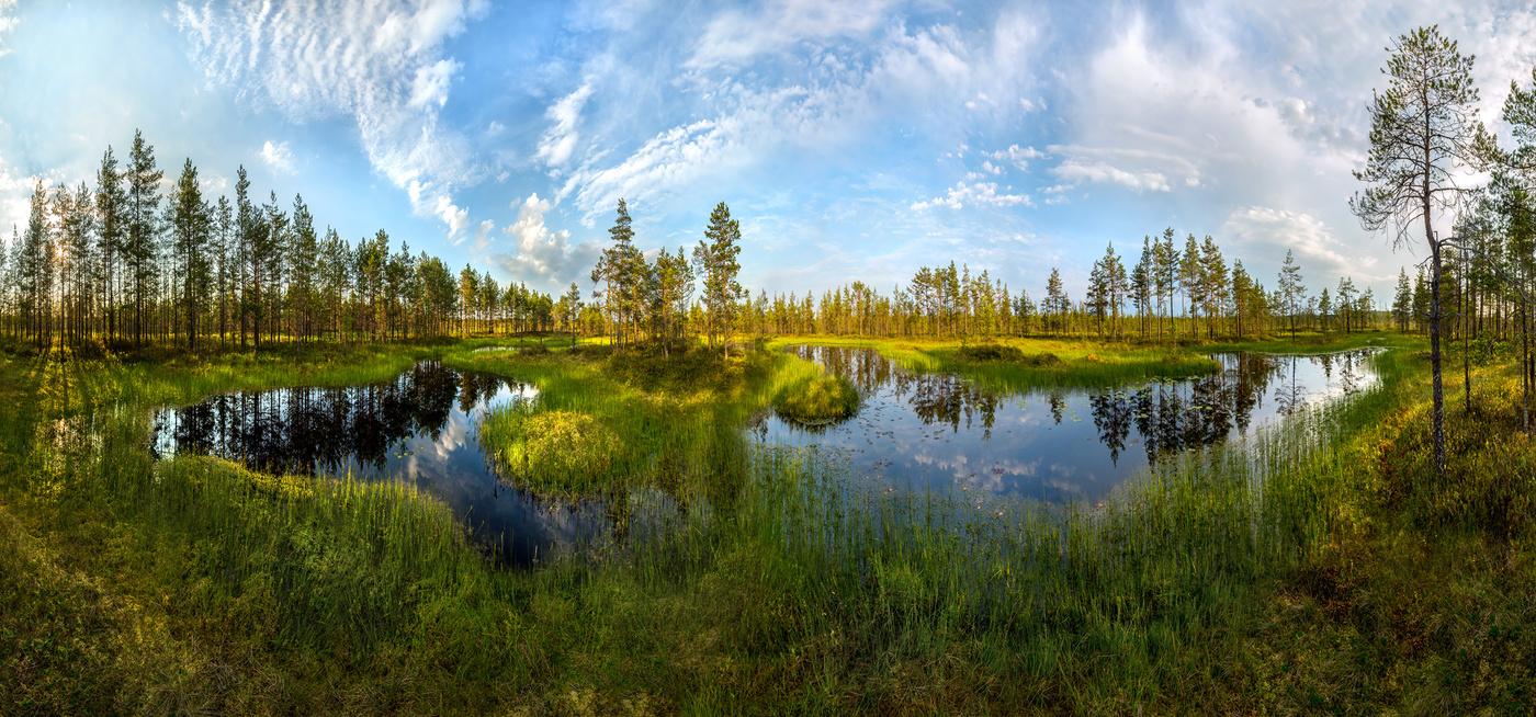 Узоры из окон в болоте.