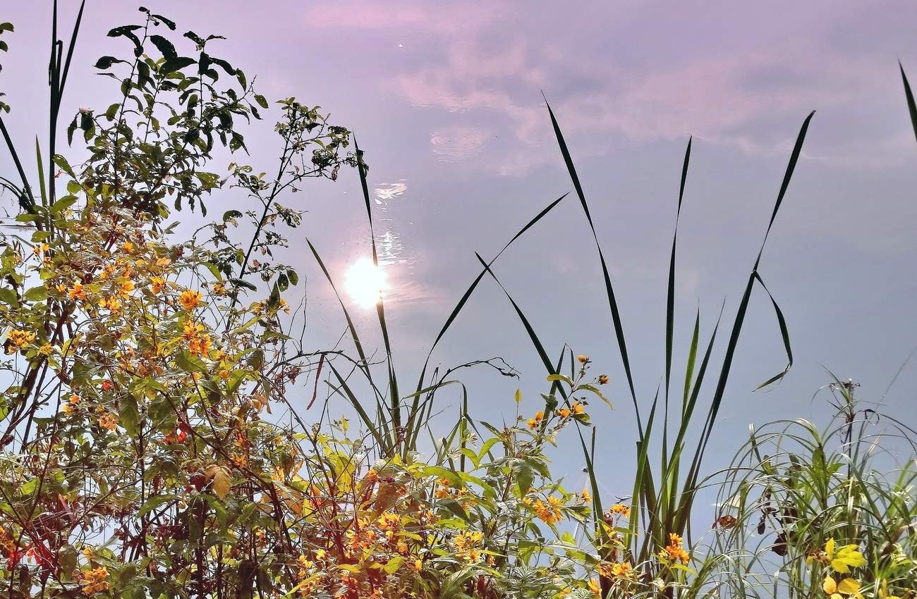 Солнце в воде